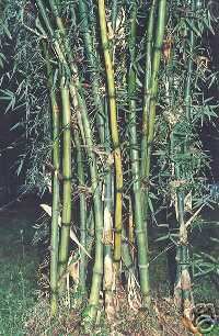 Newly listed IRON BAMBOO ( Dendrocalamus strictus) 50 seeds
