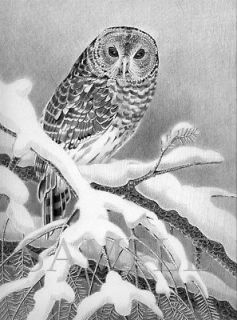 Barred Owl/owl/birds/art/drawing/pencil art/black & white/print