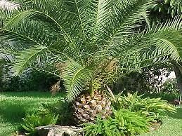 Canary Date Palm Tree seeds~Tropical Phoenix Canariensis Seeds~Not
