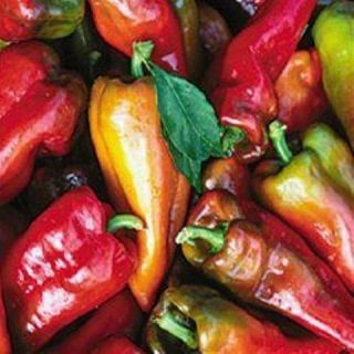 BEAVER DAM PEPPER 20 SEEDS HUNGARIAN HEIRLOON MILD HOT VERY COLORFUL