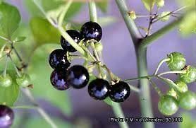25 Seeds Solanum Indicum Poison Berry, Indian Nightshade Seeds