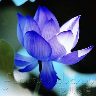 Lotus Seed ★ 10 Blue Beautiful Lucky Sapphire Floral Ornamental
