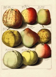 Antique Print, FRUIT ,APPLES, Hand colored, Knoop , Philips,1758