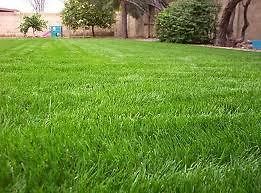 Gulf Annual Ryegrass Seeds Cool Climate Grass Seed 50 Lbs