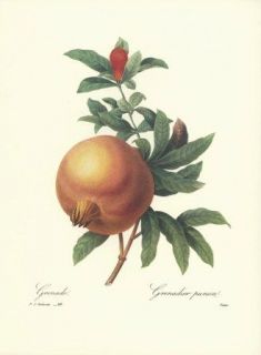 REDOUTE Botanical POMEGRANATE Fruit VINTAGE Print #50
