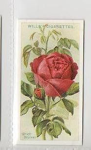 30 Ulrich brunner   Roses a card r
