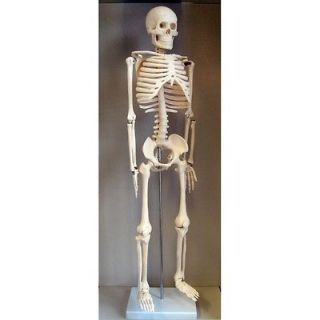 Half Sized (31 inch) Molded Human Skeleton Model. Lifelike Bone Color