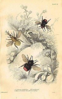 1859 print Orange Tailed bee, Moss,Carder Bee ORIGINAL HAND COLORED
