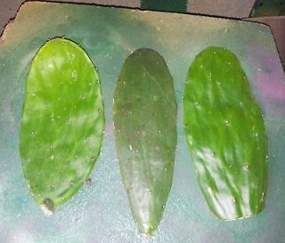 Live CACTUS PADS Nopal   Spineless  6 12 inches in length   Free