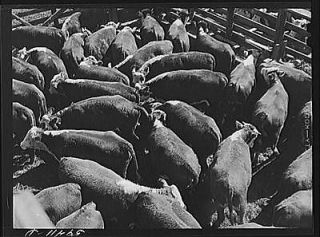 Cattle,mostly Herefords,for sale in Denver stockyards. Denver,Colorad
