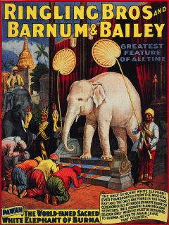Circus Vintage Poster.The white Elephant.Art Decor 874i
