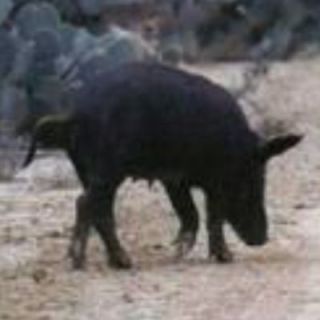 Night Vision Wild Hog Hunt For 2 / Boar Hunting Deer Pig Texas Feral