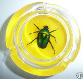 Insect Ashtray   Green Rose Chafer Beetle (Yellow bottom)