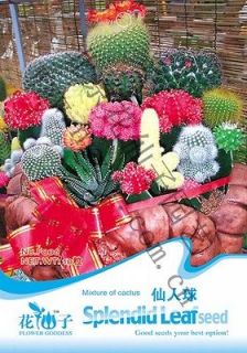 Pack 10 Seeds Mixture Of Cactus Beautiful Color Plant F006