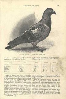 1886 Racing Pigeons History Homing Pigeons Lofts Famous Voyageurs