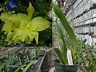 Potinara Elaine Taylor Krull Smith FCC AOS SPIKE Orchid Plant