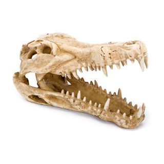 Penn Plax Crocodile Skull Aquarium Decor Multicolor   RR1065