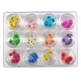 12 Color Real Dried Flower Nail Art Decoration