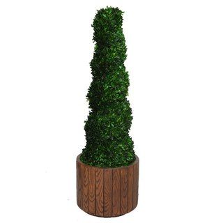 Laura Ashley 55 Tall Preserved Natural Spiral Boxwood Topiary In 16 Fiberstone Planter